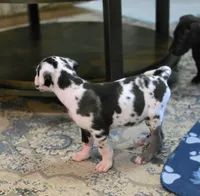 Harlequin male Blue collar , a male Great Dane for sale in Dayton, OH – 5 of 10