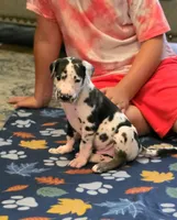 Harlequin male Blue collar , a male Great Dane for sale in Dayton, OH – 6 of 10