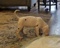Pink collar 💗 Harlequin female , a female Great Dane for sale in Dayton, OH – 6 of 9