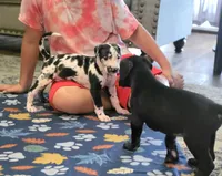 Harlequin male Blue collar , a male Great Dane for sale in Dayton, OH – 4 of 10