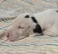 Harlequin female Pink collar , a female Great Dane for sale in Dayton, OH – 2 of 8