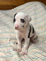 Harlequin female Lime collar , a female Great Dane for sale in Dayton, OH – 10 of 10