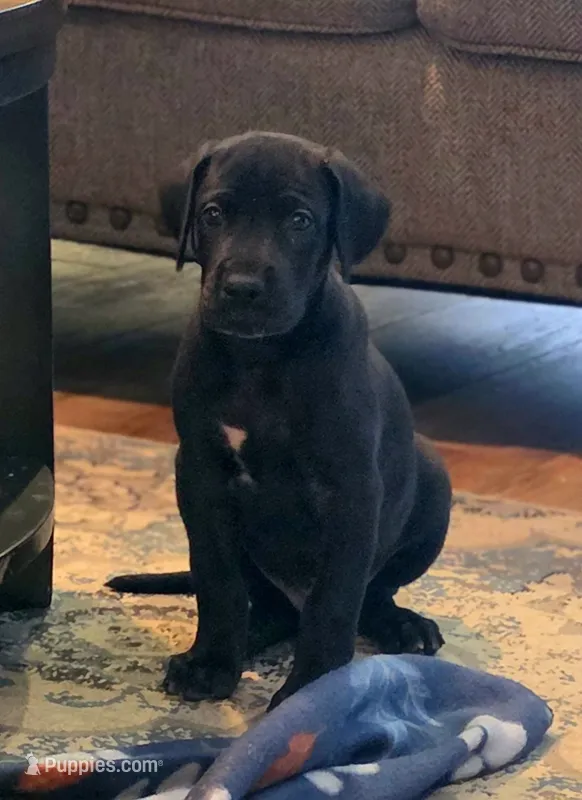 Black male yellow collar  – Great Dane puppy for sale in Dayton, OH