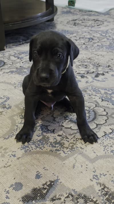 Black male yellow collar , a male Great Dane for sale in Dayton, OH – 10 of 10