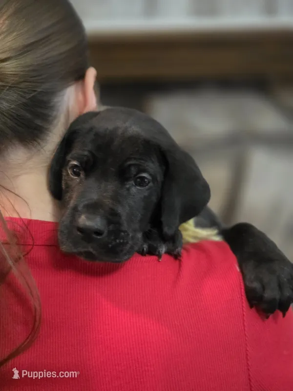 Black male yellow collar  – Great Dane puppy for sale in Dayton, OH