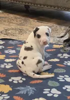 Harlequin female Lime collar , a female Great Dane for sale in Dayton, OH – 2 of 10