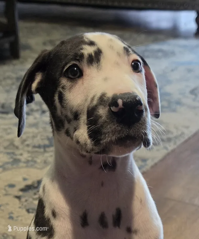 Harlequin male Blue collar  – Great Dane puppy for sale in Dayton, OH