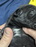 AKC Black Male 💛 Yellow collar , a male Great Dane for sale in Dayton, OH – 2 of 8