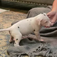 Pink collar female 💗 , a female Great Dane for sale in Dayton, OH – 7 of 8