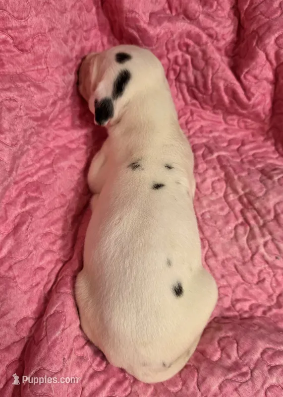 AKC Harlequin Female 💗 Pink collar – Great Dane puppy for sale in Dayton, OH