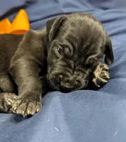 Black male Orange collar , a male Great Dane for sale in Dayton, OH – 10 of 10