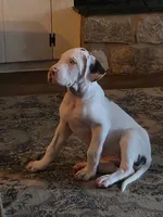 Pink collar female 💗 , a female Great Dane for sale in Dayton, OH – 8 of 8
