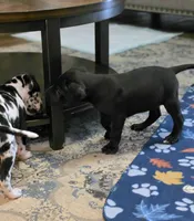 Black male Orange collar , a male Great Dane for sale in Dayton, OH – 7 of 10