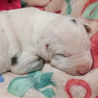 AKC Harlequin Female 💗 Pink collar, a female Great Dane for sale in Dayton, OH – 3 of 6