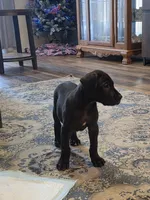 Orange collar male, a male Great Dane for sale in Dayton, OH – 8 of 9