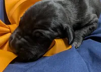 AKC Black Male Orange collar 🧡, a male Great Dane for sale in Dayton, OH – 3 of 7
