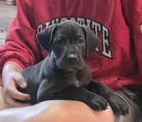 Orange collar male, a male Great Dane for sale in Dayton, OH – 6 of 9