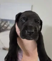 Black male Orange collar , a male Great Dane for sale in Dayton, OH – 5 of 10