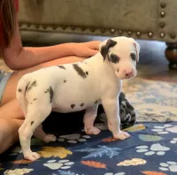 Harlequin female Lime collar , a female Great Dane for sale in Dayton, OH – 3 of 10