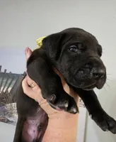 Black male yellow collar , a male Great Dane for sale in Dayton, OH – 8 of 10