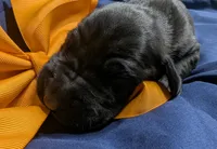 AKC Black Male Orange collar 🧡, a male Great Dane for sale in Dayton, OH – 7 of 7