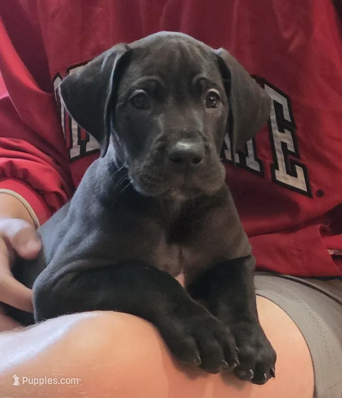 Black male Orange collar  – Great Dane puppy for sale in Dayton, OH
