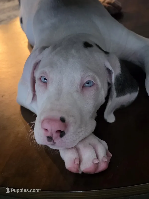 Pink collar female 💗  – Great Dane puppy for sale in Dayton, OH