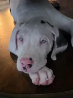 Pink collar female 💗 , a female Great Dane for sale in Dayton, OH – 1 of 8