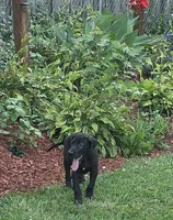 Yellow collar male , a male Great Dane for sale in Dayton, OH – 4 of 9
