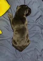 AKC Black Male 💛 Yellow collar , a male Great Dane for sale in Dayton, OH – 7 of 8