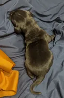 AKC Black Male Orange collar 🧡, a male Great Dane for sale in Dayton, OH – 4 of 7