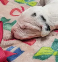 AKC Harlequin Female 💗 Pink collar, a female Great Dane for sale in Dayton, OH – 4 of 6