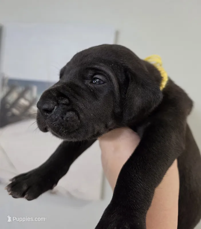 AKC Black Male 💛 Yellow collar  – Great Dane puppy for sale in Dayton, OH