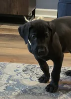Yellow collar male , a male Great Dane for sale in Dayton, OH – 2 of 9