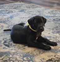 Yellow collar male , a male Great Dane for sale in Dayton, OH – 1 of 9
