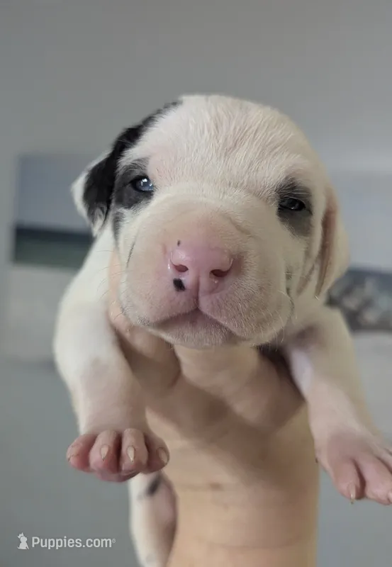 AKC Harlequin Female 💚 Lime e – Great Dane puppy for sale in Dayton, OH