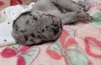 White collar 🤍AKC Merle Female , a female Great Dane for sale in Dayton, OH – 4 of 7