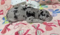 White collar 🤍AKC Merle Female , a female Great Dane for sale in Dayton, OH – 6 of 7