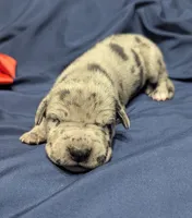 AKC Merle Male ❣️Red collar , a male Great Dane for sale in Dayton, OH – 4 of 6