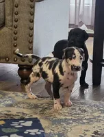 Harlequin male Blue collar , a male Great Dane for sale in Dayton, OH – 3 of 10