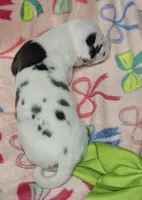 AKC Harlequin Female 💚 Lime e, a female Great Dane for sale in Dayton, OH – 5 of 7