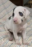 Harlequin female Lime collar , a female Great Dane for sale in Dayton, OH – 7 of 10