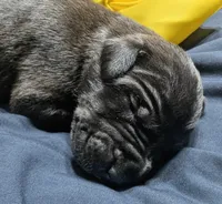 AKC Black Male 💛 Yellow collar , a male Great Dane for sale in Dayton, OH – 1 of 8