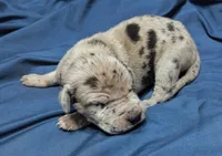 AKC Merle Male ❣️Red collar , a male Great Dane for sale in Dayton, OH – 2 of 6