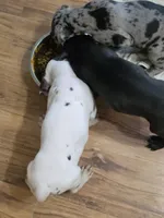 Pink collar 💗 Harlequin female , a female Great Dane for sale in Dayton, OH – 8 of 9