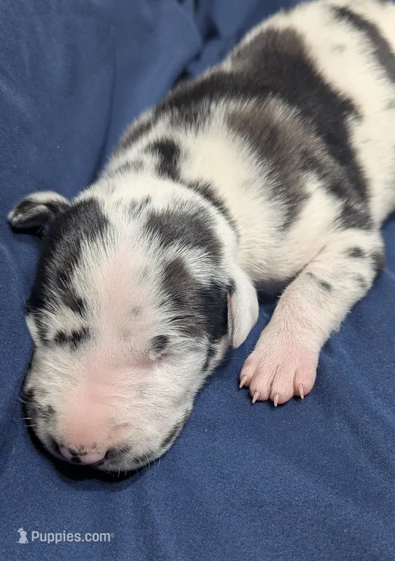 AKC Harlequin Male 💙 Blue collar  – Great Dane puppy for sale in Dayton, OH