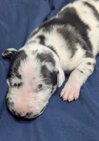 AKC Harlequin Male 💙 Blue collar , a male Great Dane for sale in Dayton, OH – 4 of 6