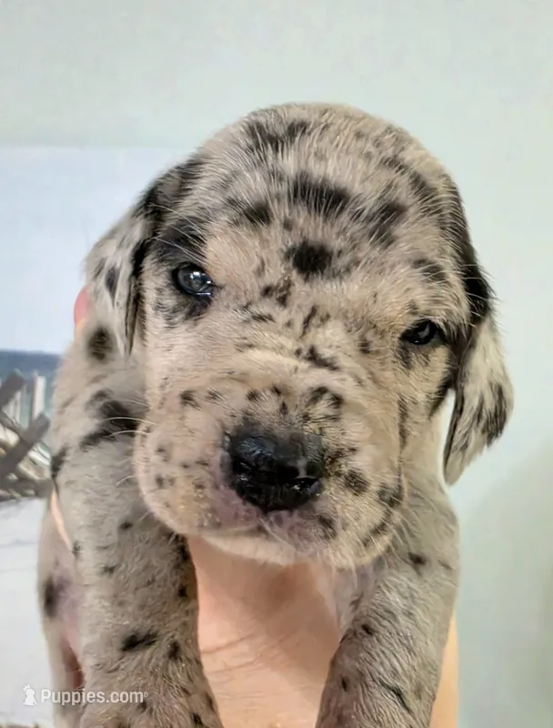 White collar 🤍AKC Merle Female  – Great Dane puppy for sale in Dayton, OH