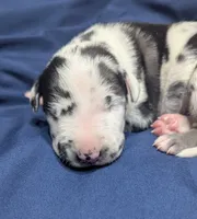 AKC Harlequin Male 💙 Blue collar , a male Great Dane for sale in Dayton, OH – 5 of 6