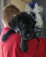 Yellow collar male , a male Great Dane for sale in Dayton, OH – 8 of 9